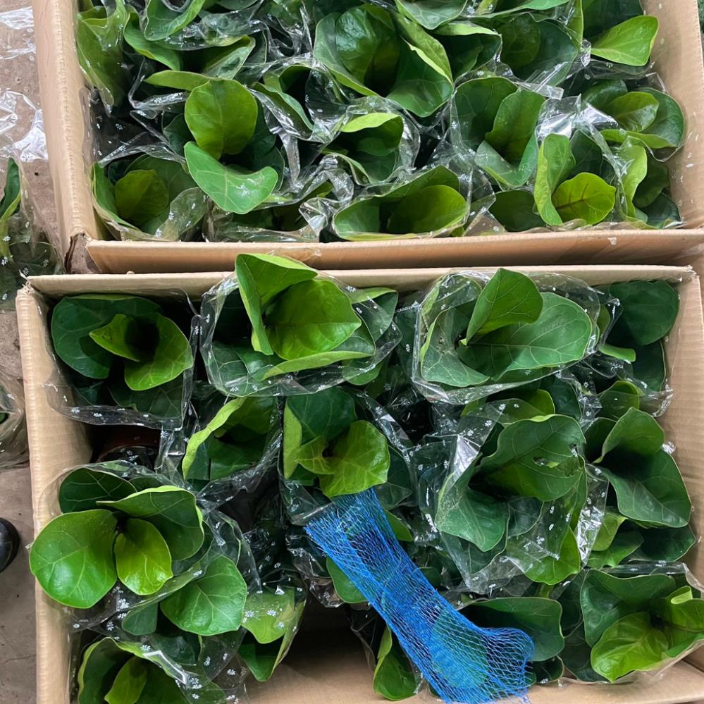 Cây Bàng Singapore mini 20cm