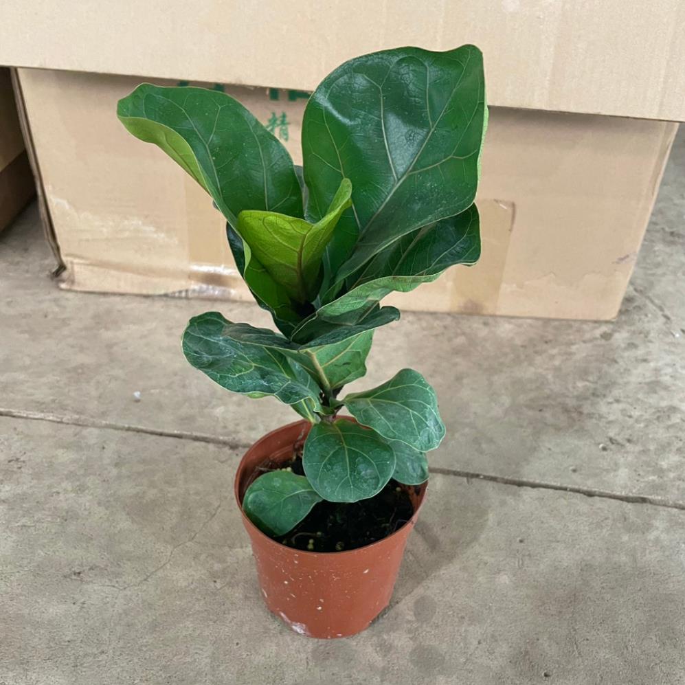 Cây Bàng Singapore mini 20cm