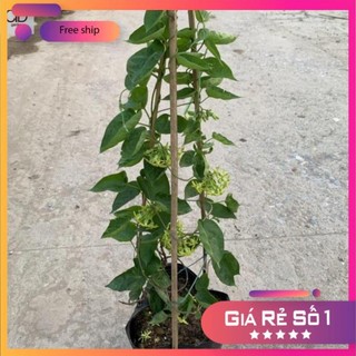 Cây thiên lý leo giàn tường rào dài 55-70cm,trồng leo ban công,hàng rào