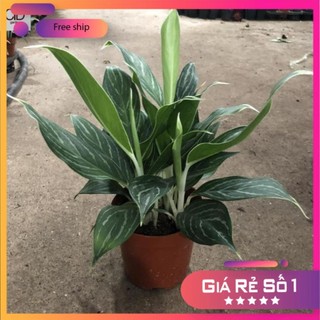 Cây bạch mã hoàng tử mini để bàn đẹp, chơi bền, Chiều cao 20cm