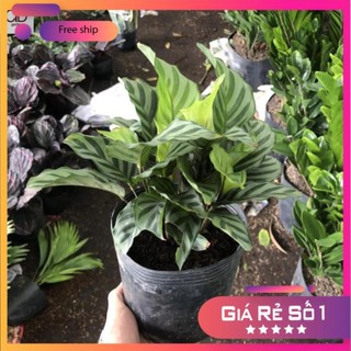 Cây đuôi công xanh , Cao 25cm lá sọc xám, chơi bền.