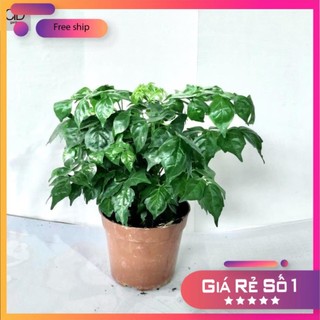 Cây hạnh phúc bụi mini để bàn, Cao 25cm