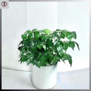 [Giá Tốt] Cây hạnh phúc bụi mini để bàn, Cao 25cm