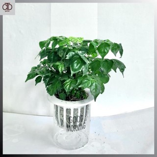 [Giá Tốt] Cây hạnh phúc bụi mini để bàn, Cao 25cm