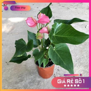 Cây hồng môn hồng mini để bàn Cao 40cm