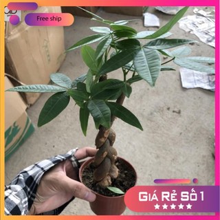 Cây kim ngân xoắn kèm chậu sứ trắng, Cao 30cm, thích hợp để bàn