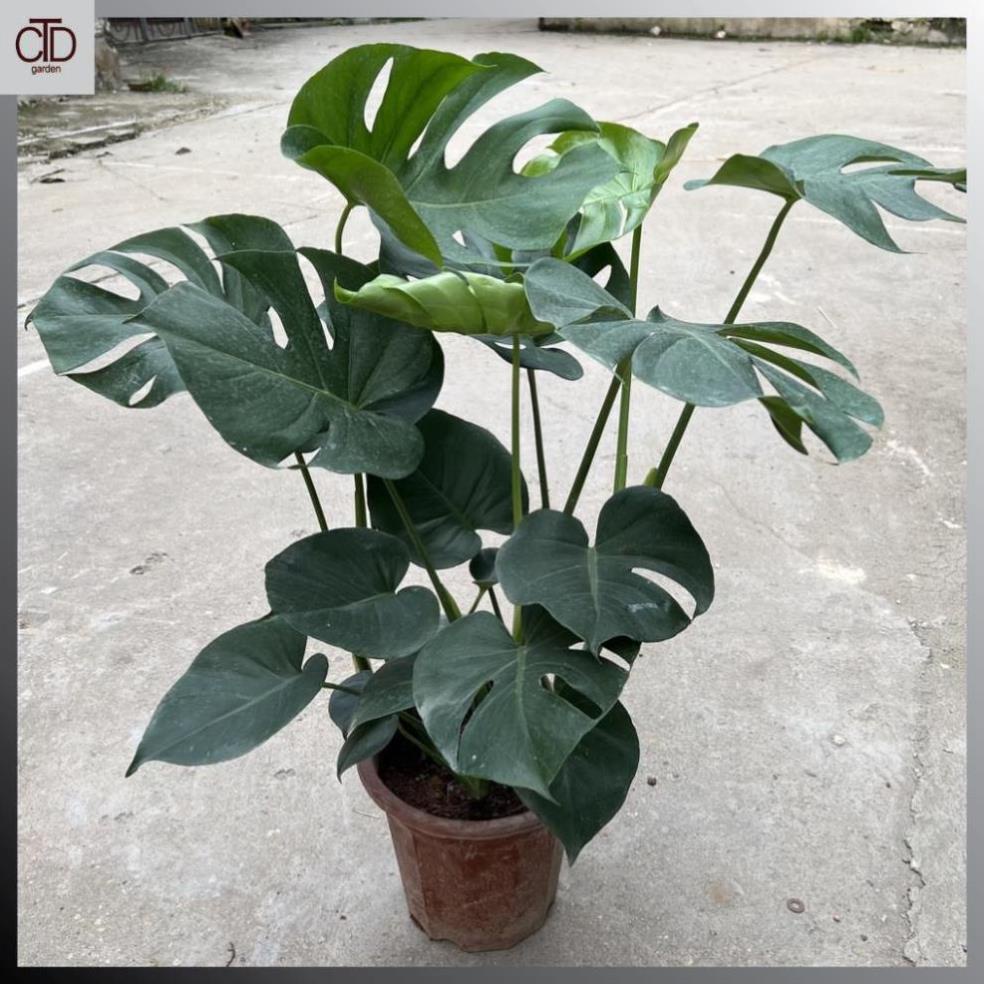 Cây trầu bà lá xẻ to 3 thân 70cm lá to đẹp