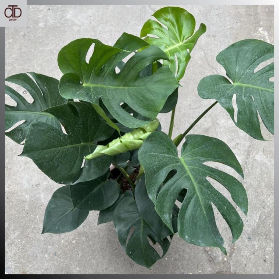 Cây trầu bà lá xẻ to 3 thân 70cm lá to đẹp