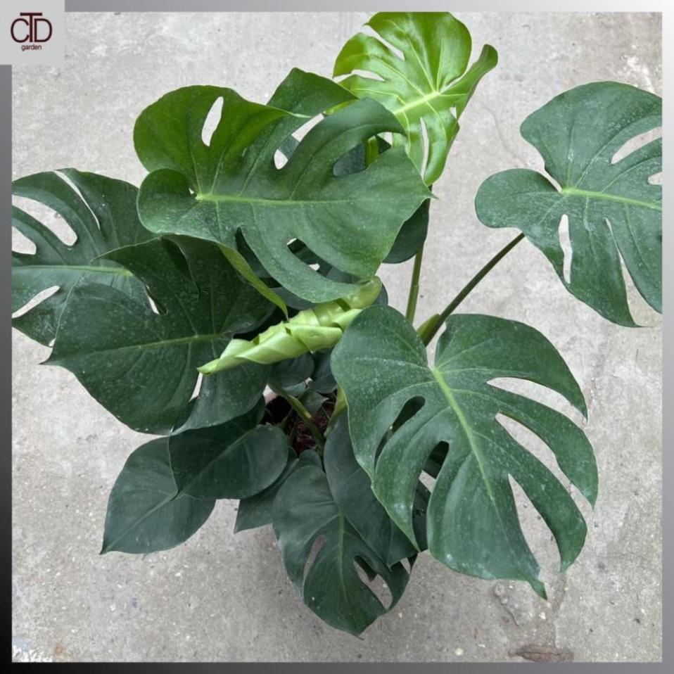 Cây trầu bà lá xẻ to 3 thân 70cm lá to đẹp