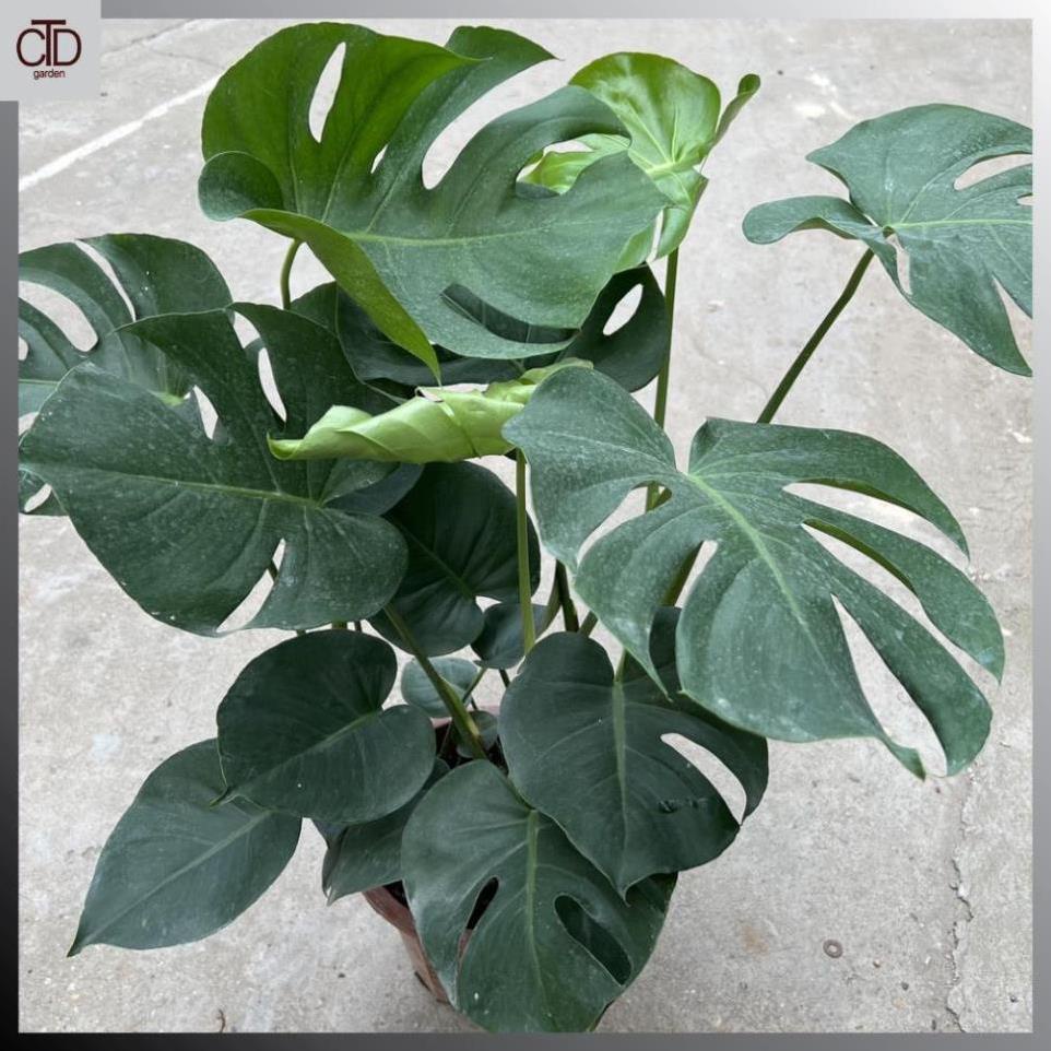 Cây trầu bà lá xẻ to 3 thân 70cm lá to đẹp