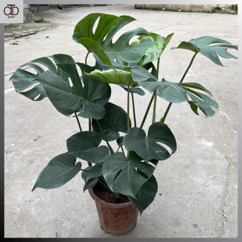 Cây trầu bà lá xẻ to 3 thân 70cm lá to đẹp