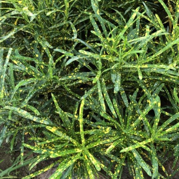 Cây cô tòng lá đốm cao 15cm lá kim đốm vàng  trang trí hoa thảm hàng rào