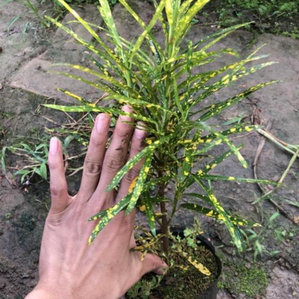 Cây cô tòng lá đốm cao 15cm lá kim đốm vàng  trang trí hoa thảm hàng rào