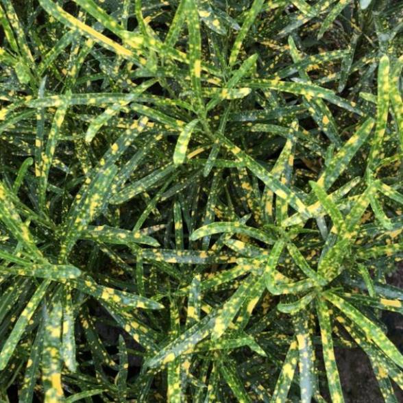 Cây cô tòng lá đốm cao 15cm lá kim đốm vàng  trang trí hoa thảm hàng rào