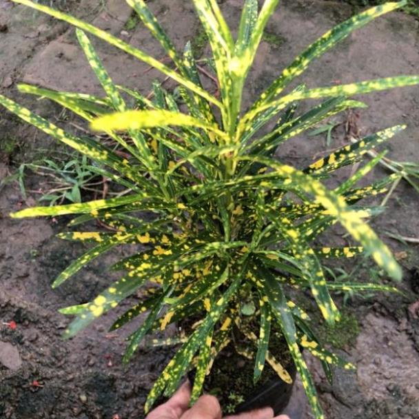 Cây cô tòng lá đốm cao 15cm lá kim đốm vàng  trang trí hoa thảm hàng rào