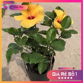 Cây hoa dâm bụt thái đủ màu, Chiều cao 40cm hoa cực to sinh trưởng tốt