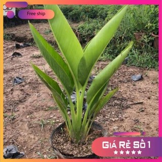 Cây chuối rẻ quạt cảnh, Cao 75cm lá xanh sức sống khỏe,dễ chăm sóc