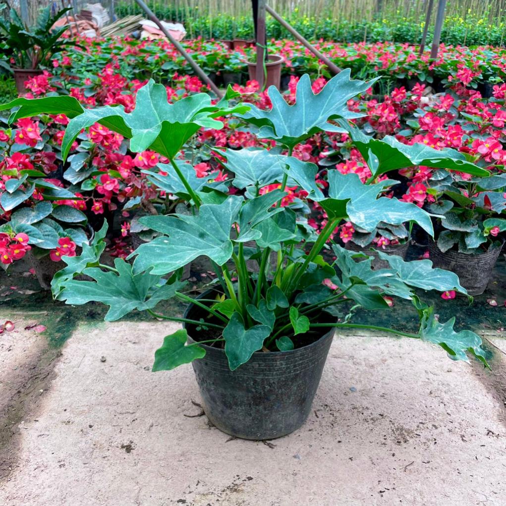 Cây trầu bà thanh xuân, chiều cao 40cm lá to khỏe hình răng cưa bắt mắt dễ chăm sóc@