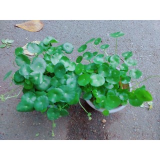 Co Dong Tien