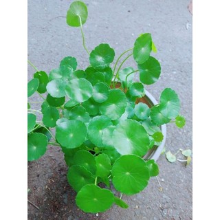 Co Dong Tien