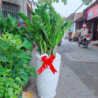 Chậu Kim Phát Tài Tặng Khai Trương