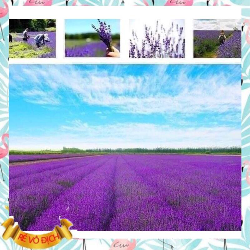 TÚI THƠM LAVENDER MÙI HƯƠNG QUYẾN RŨ TỰ NHIÊN TIỆN DỤNG - Lemarsx