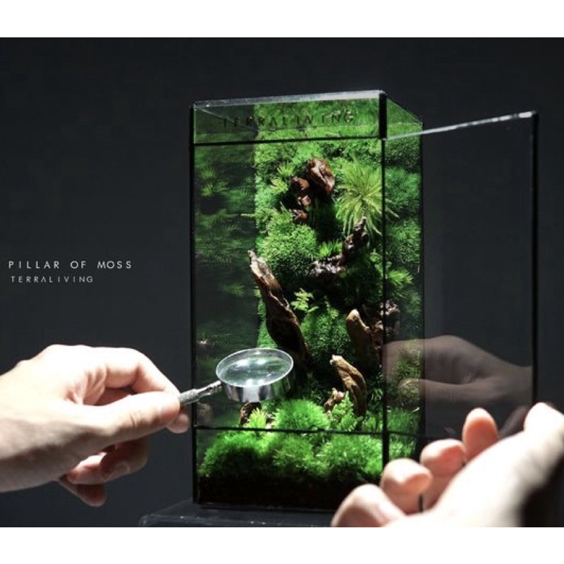 Bể kính hình hộp chữ nhật đứng dùng trang trí bán cạn, terrarium kích thước D12xR12xC24