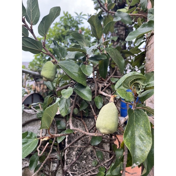 Trái Trâu Cổ tươi