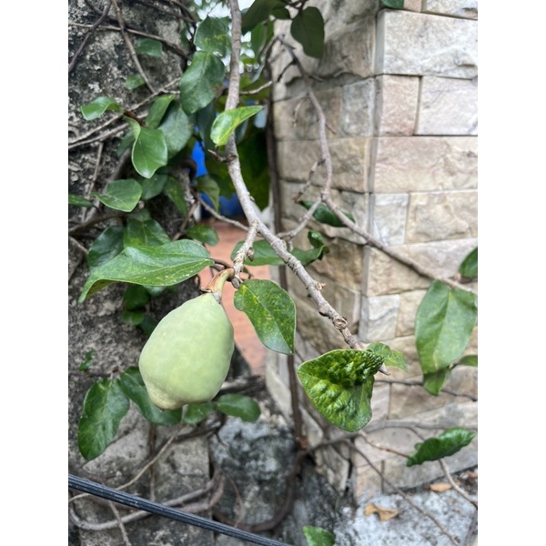 Trái Trâu Cổ tươi