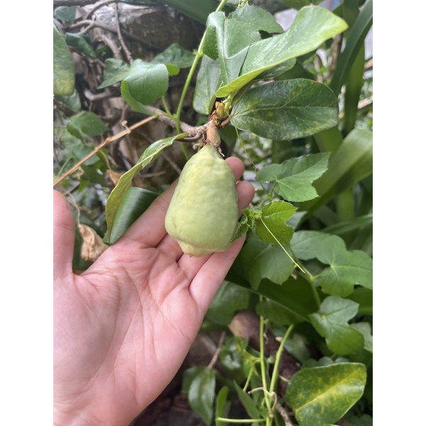 Trái Trâu Cổ tươi