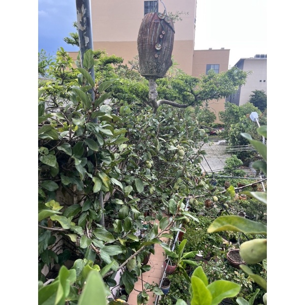 Trái Trâu Cổ tươi