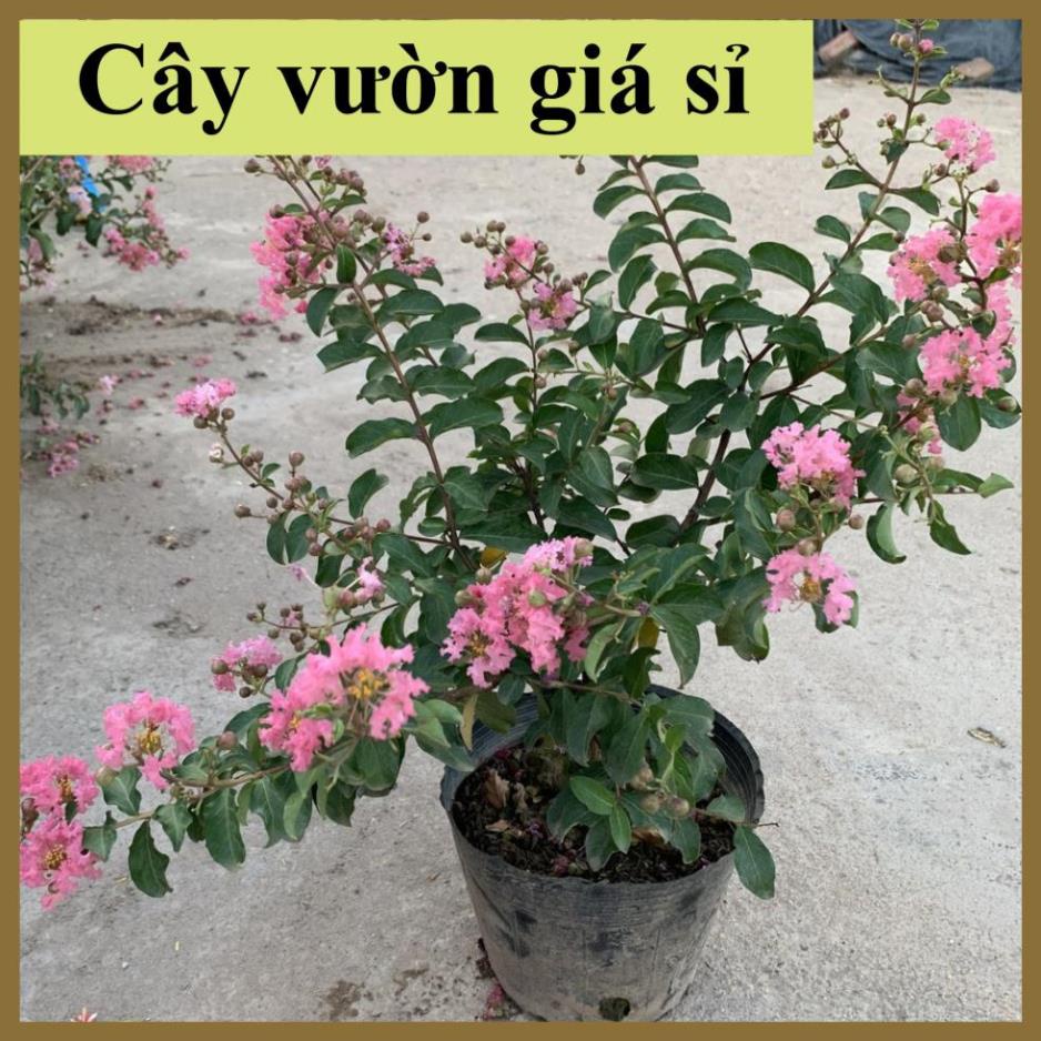 Cây hoa tường vi hồng, hoa nở rộ cực đẹp 24