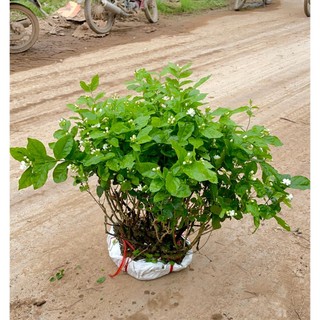 Cây hoa nhài ta bụi to cỡ lớn, cây sẵn hoa nở rộ, hương thơm tỏa mạnh