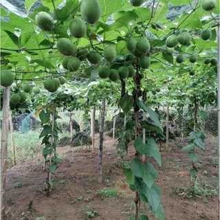 ✅[Hàng loại 1 trái to] La Hán Quả Sấy Khô (20 quả)