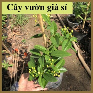 Cây mai hoàng yến leo hoa vàng hoa vàng nở thành chùm