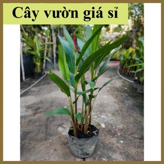 Cây chuối thiên điểu , bịch 3-4 thân