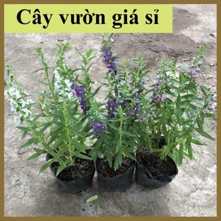 Cây hoa ngọc hân hoa nở đẹp dễ trồng và chăm sóc