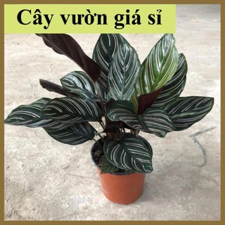 Cây đuôi công lá viền trắng to đẹp