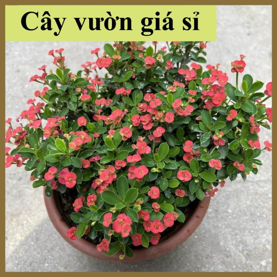 Cây xương rồng bát tiên hoa nhỏ hoa nở quanh năm trang trí sân vườn 17