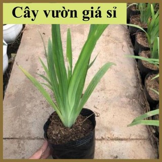 Cây lan rẻ quạt , lá xanh mướt bụi to khỏe