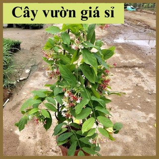 Cây hoa giun,hoa sử quân tử, hoa nở thơm cây dễ trồng và chăm sóc