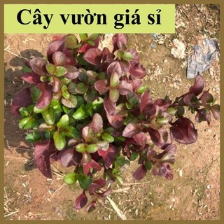 Cây diệu kỷ đỏ nhiều nhánh sum suê lá đỏ