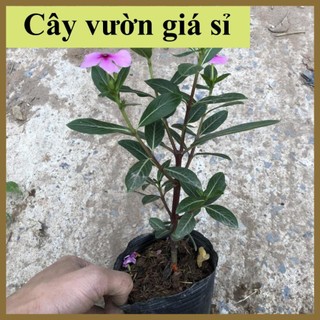 Cây hoa dừa cạn, sẵn hoa cây khỏe ra hoa 4 mùa