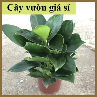 Cây Trầu bà đế vương xanh mini để bàn thanh lọc không khí
