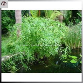 [Giá Vườn] Cây thủy trúc Thái thủy sinh