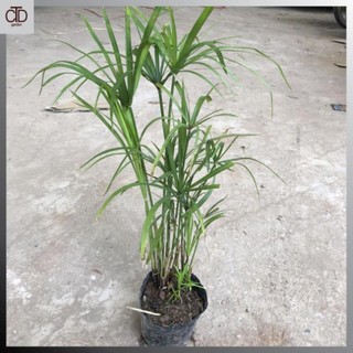 [Giá Vườn] Cây thủy trúc Thái thủy sinh