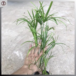 [Giá Vườn] Cây thủy trúc Thái thủy sinh