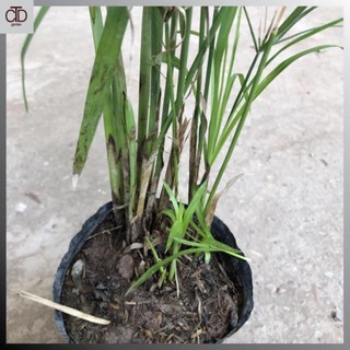 [Giá Vườn] Cây thủy trúc Thái thủy sinh