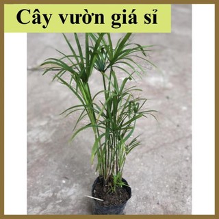 Cây thủy trúc Thái thủy sinh