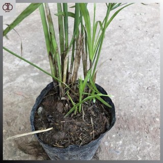 [Giá Vườn] Cây thủy trúc Thái thủy sinh